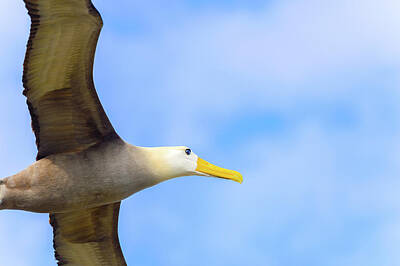 Vintage State Flags - Waved albatross flying in Galapagos by Marek Poplawski