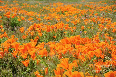 Halloween Movies - Wild flower at Antelope Valley by Chon Kit Leong