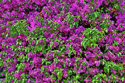 Travel Pics Digital Art Royalty Free Images - Flower Carpet. Royalty-Free Image by Andy i Za