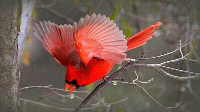 Curated Travel Chargers Royalty Free Images - 5417-006  - L Northern Cardinal Royalty-Free Image by Travis Truelove