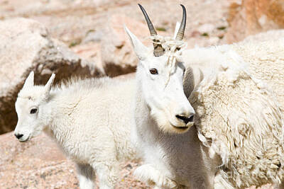 Steven Krull Royalty-Free and Rights-Managed Images - Baby Mountain Goats on Mount Evans by Steven Krull