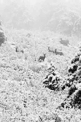 Steven Krull Royalty Free Images - Elk in Deep Snow in the Pike National Forest Royalty-Free Image by Steven Krull