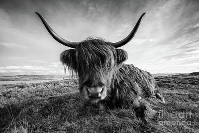 Stunning 1x Royalty Free Images - Highland Cow Royalty-Free Image by Keith Thorburn LRPS EFIAP CPAGB