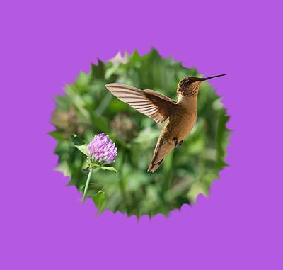 Shaken Or Stirred Royalty Free Images - Hummingbird Royalty-Free Image by Holden The Moment