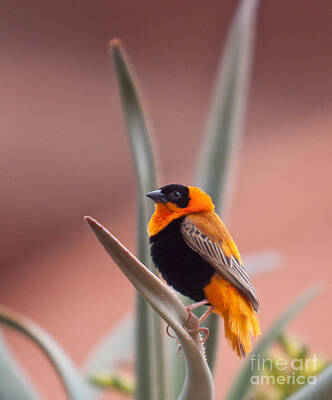 Animals And Earth Rights Managed Images - Orange Bishop Weaver Royalty-Free Image by Robert Gaines