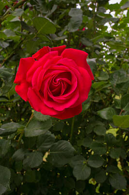 Target Threshold Nature Royalty Free Images - Red rose Royalty-Free Image by Igor Sinitsyn
