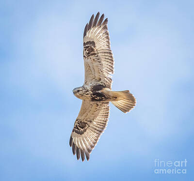 Ballerina Rights Managed Images - Rough-Legged Hawk Royalty-Free Image by Ricky L Jones