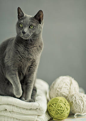Royalty-Free and Rights-Managed Images - Russian Blue by Nailia Schwarz