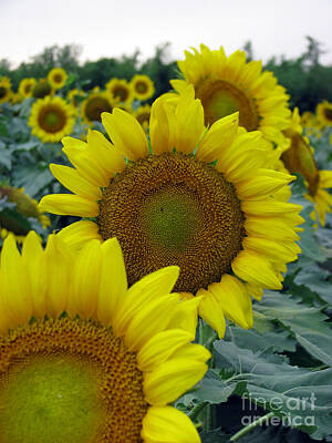 Sunflowers Royalty-Free and Rights-Managed Images - Sunflower Series by Amanda Barcon
