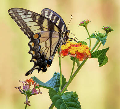 Target Threshold Nature - Tiger Swallowtail Butterfly by Mark Chandler