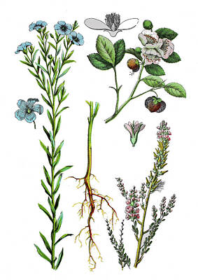 Watercolor Dogs - Various Medicinal Plants by Bildagentur-online