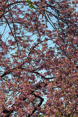 Modigliani - Cherry Trees by Robert Ullmann