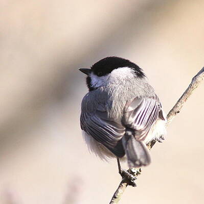 Royalty-Free and Rights-Managed Images - 6843-001 - Chickadee by Travis Truelove