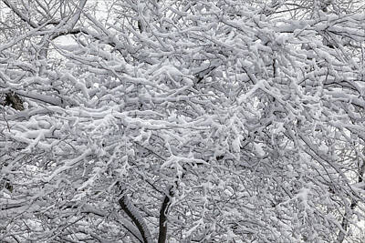 Shaken Or Stirred - Snow and Branches by Robert Ullmann
