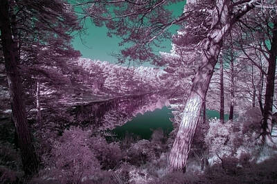 Flags On Faces Semmick Photo - Beautiful false color surreal infrared landscape image of lake a by Matthew Gibson