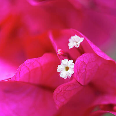 Food And Beverage Royalty-Free and Rights-Managed Images - Bougainvillea by MindGourmet Food for Thought