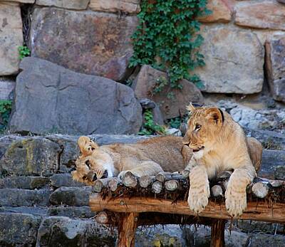 Presidential Portraits - Lioness and Cubs by Kenny Glover