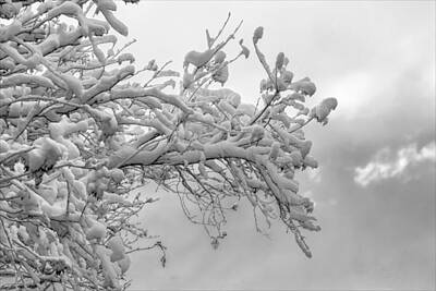 Aloha For Days - Snow and Branches by Robert Ullmann