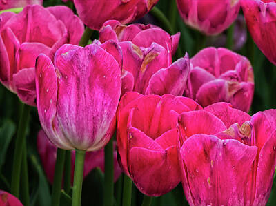 I Want To Believe Posters Rights Managed Images - Tulips Royalty-Free Image by Robert Ullmann