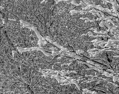 Botanical Farmhouse - Snow and Branches by Robert Ullmann