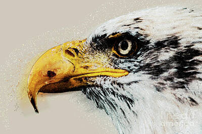 Royalty-Free and Rights-Managed Images - portrait of a Bald Eagle by Humourous Quotes