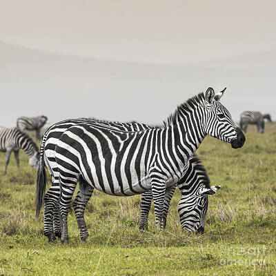 Jolly Old Saint Nick - Zebra in National Park. Africa, Kenya by Mariusz Prusaczyk