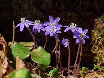 I Want To Believe Posters Rights Managed Images - Hepatica Royalty-Free Image by Jouko Lehto