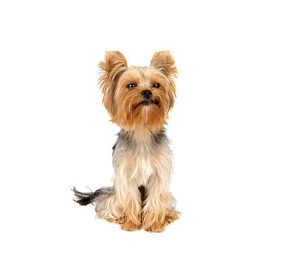 Farmhouse Royalty Free Images - Yorkshire terrier Royalty-Free Image by Boyan Dimitrov