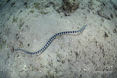 Reptiles Photos - A Banded Sea Snake Swims by Ethan Daniels