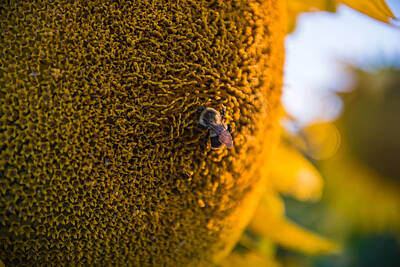 Sunflowers Photos - A Bee on the Sun by Kristopher Schoenleber