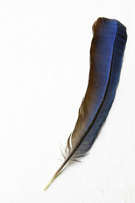 Masako Metz Royalty-Free and Rights-Managed Images - A Blue Feather by Masako Metz