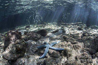 Beach Photos - A Blue Starfish Lies On The Seafloor by Ethan Daniels