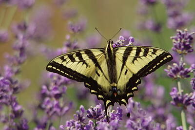 Birds Royalty-Free and Rights-Managed Images - A butterfly on Lavender by Jeff Swan