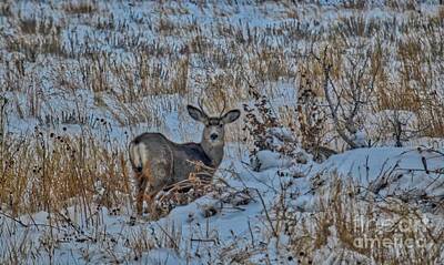 Traditional Bells - A Christmas Day Young Buck by James Stewart
