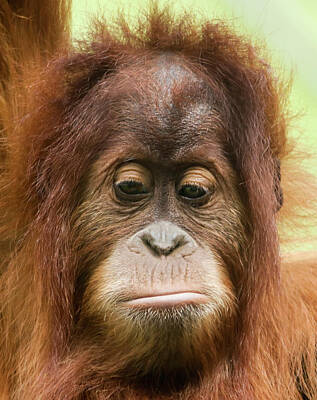 Road And Street Signs - A Close Portrait of a Sad Young Orangutan by Derrick Neill