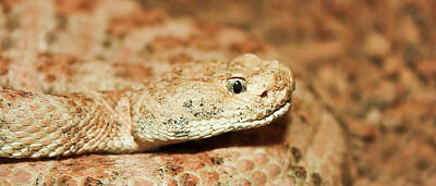Reptiles Photo Royalty Free Images - A Close Up of a Red Diamond Rattlesnake Royalty-Free Image by Derrick Neill