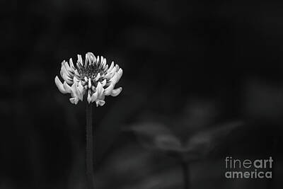Recently Sold - Masako Metz Royalty-Free and Rights-Managed Images - A Clover Flower by Masako Metz