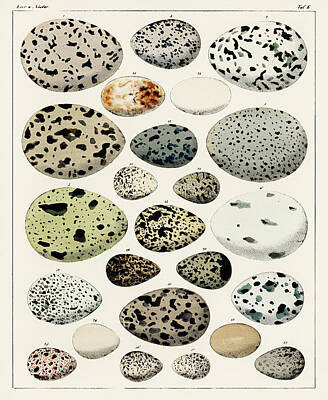 Spring Fling - A collection of different eggs of different species of birds by Vincent Monozlay