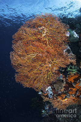 Bicycle Patents - A Colorful Gorgonian Grows On A Reef by Ethan Daniels