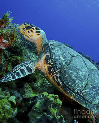 Reptiles Photos - A Feeding Hawksbill Sea Turtle by Brent Barnes