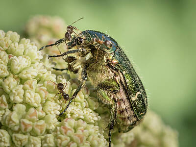 Roses Photos - A Flower chafer sitting attacked by ants by Stefan Rotter