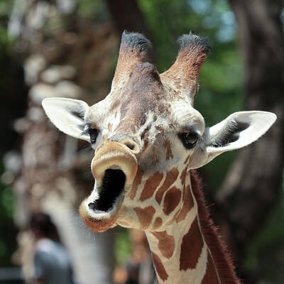 Comics Royalty Free Images - A Giraffe Looks Like Its Singing Royalty-Free Image by Derrick Neill