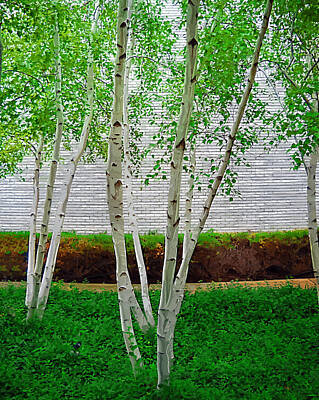 Movies Star Paintings - A Grove of Birches 3 by Tom Reynen