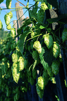 Food And Beverage Rights Managed Images - A Juicy hops Royalty-Free Image by Sergey Shinkevich