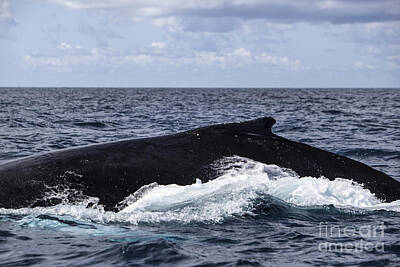 Beach Photos - A Large Humpback Whale Swims by Ethan Daniels