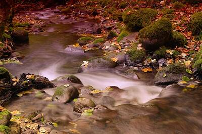 Birds Royalty-Free and Rights-Managed Images - A leaf dappled stream by Jeff Swan