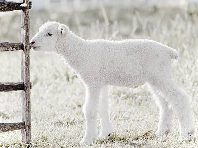 Mammals Rights Managed Images - A Little Lamb Royalty-Free Image by Rachel Morrison