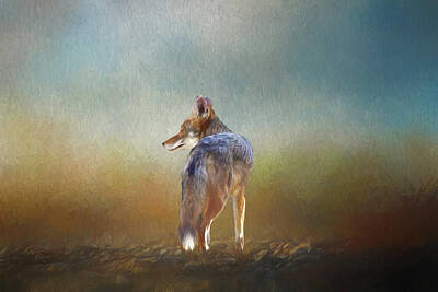 Mammals Digital Art - A Lone Coyote by Linda Brody