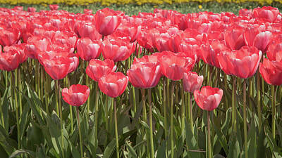 Sultry Plants Rights Managed Images - A lot of red tulips Royalty-Free Image by Tim Abeln