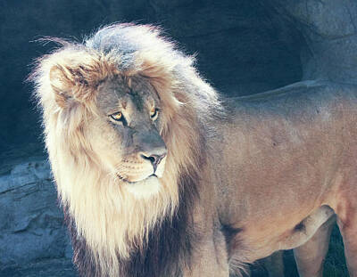 Vintage Chevrolet - A Male Lion with a Sunlit Mane by Derrick Neill